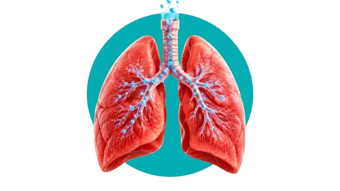 Pulmones oxigenándose